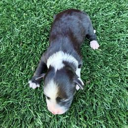 Dua Lipa - Black and white female Aussiedoodle puppy in Bakersfield, California from Annie's Aussies