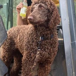 Bernedoodles, Poodles, and Springerdoodles from Trahan Farms