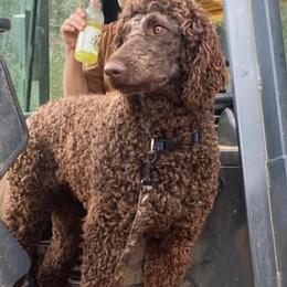 Bernedoodles, Poodles, and Springerdoodles from Trahan Farms
