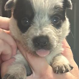 -Girl 4 - Blue mottled female Australian Cattle Dog puppy in Kaufman, Texas from Emberwick Ranch