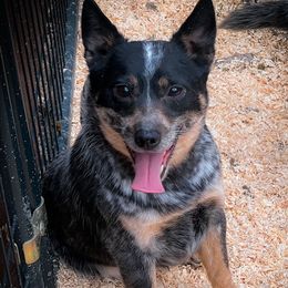 Rhinestone - Australian Cattle Dog