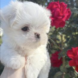 Frost  KOREAN DOLLFACE  TINY - White male Maltese puppy in Orlando, Florida from Denise’s Puppies