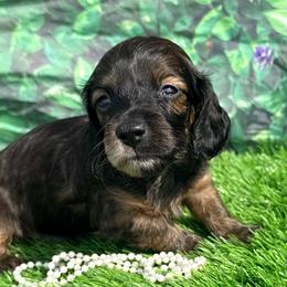 Huckleberry - Dapple male Dachshund puppy in Chelsea, Oklahoma from Elite Puppies of Oklahoma, LLC