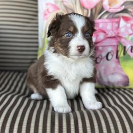 Tally - Red tri female Miniature Australian Shepherd puppy in Shipshewana, Indiana from Shelli's Puppies