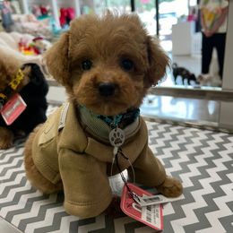 Blue - Apricot male Maltipoo puppy in Sugar Land, Texas from Celebrity Maltipoos