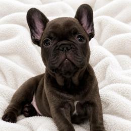Red boy - Brindle and white male French Bulldog puppy in Madison, Wisconsin from MadCity Frenchies