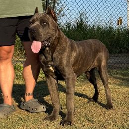Hades - Gray brindle male Cane Corso puppy in Cashion, Oklahoma from APEXOK Cane Corsos LLC