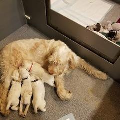 Spinone Italiano Puppies from Stella Del Nord Spinoni Italiani