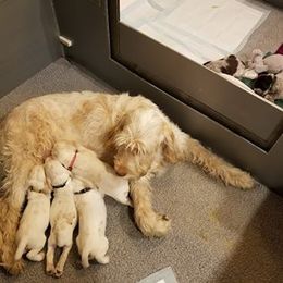 Spinone Italiano Puppies from Stella Del Nord Spinoni Italiani