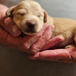 Blue collar male - Cream male Dachshund puppy in Trade, Tennessee from TN Miniature Dachshunds & Basset Hounds