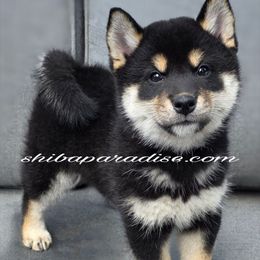 Kamura - Black and tan female Shiba Inu puppy in Tualatin, Oregon from Shiba Paradise