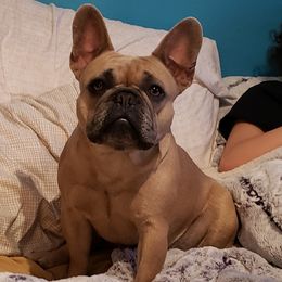 French Bulldogs from Tia's French Bulldogs