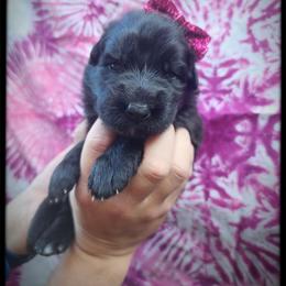 Bubble Gum - Black female German Shepherd puppy in Fort Jennings, Ohio from Von Holtzapple German shepherds