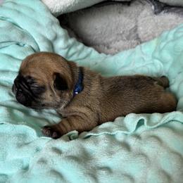 American Bulldog, French Bulldog, and Rat Terrier Puppies from DF's Unlimited Ruff