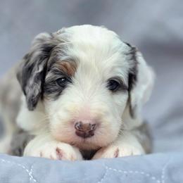 Cedar - Merle male Bernedoodle puppy in Shelton, Washington from NW Bernedoodles of Washington