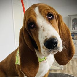 Emma - Basset Hound