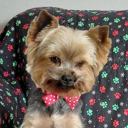 Dibbs - Yorkshire Terrier