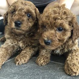 Goldendoodle Puppies from KandE Doodles