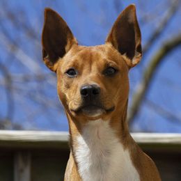 Riddle - Rat Terrier