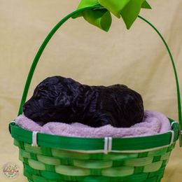 Spriggan - Valaurah's Wary the Ancient Cairn - Black Poodle puppy in Eugene, Oregon from Valaurah Farms