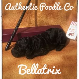 Poodle Puppies from Authentic Poodle Co