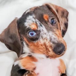 Dachshunds from Ember Creek Doxies