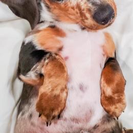 Dachshunds from Ember Creek Doxies