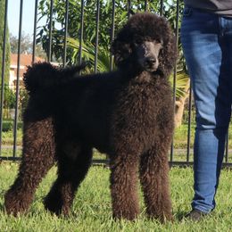 Poodle puppies from Divine Poodle Paradise Standard Poodles & Divine Dachshunds