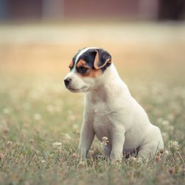 Jack Russell Terrier Puppies from Little Eden Jack Russell Terriers