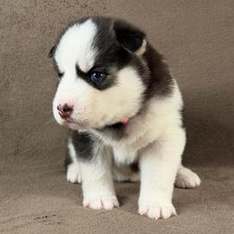 Hana - Black and white female Siberian Husky puppy in Miami, Florida from House of Ace & Iza
