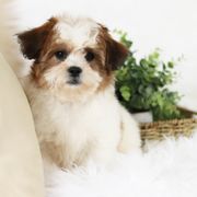 Maltipoo, Shichon, and Shihpoo Puppies from Timbercreek Puppies