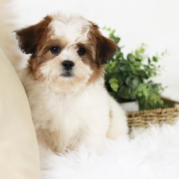 Maltipoo, Shichon, and Shihpoo Puppies from Timbercreek Puppies