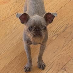Brussels Griffon, Chihuahua, and French Bulldog Puppies from BZB Griffs