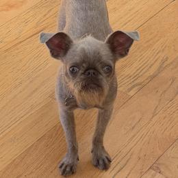 Brussels Griffon, Chihuahua, and French Bulldog Puppies from BZB Griffs