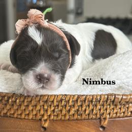 Nimbus - Chocolate male Australian Labradoodle puppy in Citrus Heights, California from Elite Blend Labradoodles
