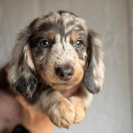 Sugar cookie - Dapple male Dachshund puppy in New Mexico from Zia Trail Doxies