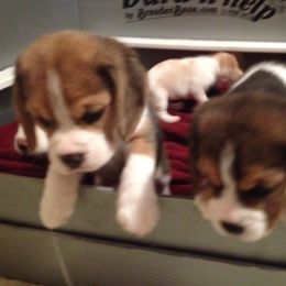 Beagle Puppies from Everwind Beagles