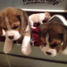 Beagle Puppies from Everwind Beagles