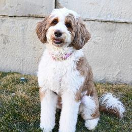 Roxy - Bernedoodle