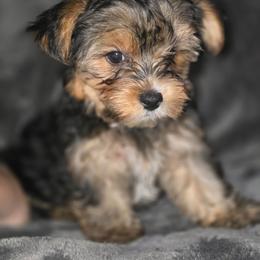 Teacup traditional female (chocolate carrier) - Black and tan female Yorkshire Terrier puppy in Thornville, Ohio from My precious yorkies