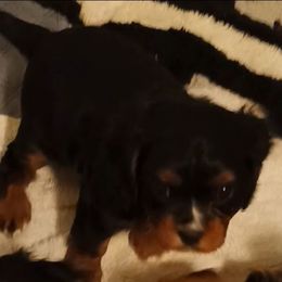 Hershey - Black and tan male Cavalier King Charles Spaniel puppy in East Providence, Rhode Island from Marta's Cavaliers