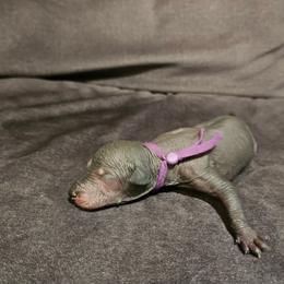Blackberry - Black and white female Xoloitzcuintli puppy in Florissant, Colorado from Witching Hour Kennel