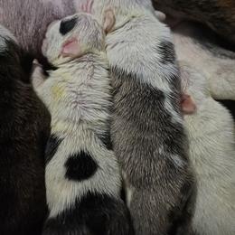 Sabrina - Fawn brindle and white female Bulldog puppy in Grand Island, New York from Buckletucky Farm