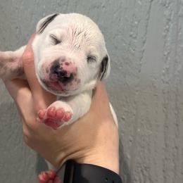 Milky Way - White and black female Dalmatian puppy in Austin, Texas from Dazzling Dalz