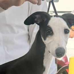 Oz - White and black male Whippet puppy in Erving, Massachusetts from Devine Hounds