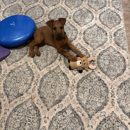 Irish Terrier Puppies from Kimerik Irish Terriers