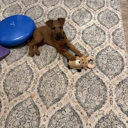 Irish Terrier Puppies from Kimerik Irish Terriers