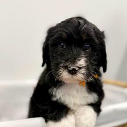 Elf - Tri-color male Bernedoodle puppy in Hegins, Pennsylvania from Bubbling Springs Doodles, LLC