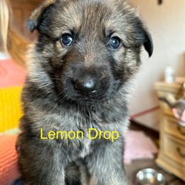 German Shepherd Puppies from Hohen Klippe German Shepherds