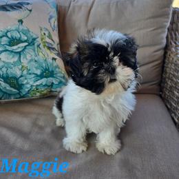 Maggie - Tricolor female Shih Tzu puppy in Turbotville, Pennsylvania from Melanie's Little Lions